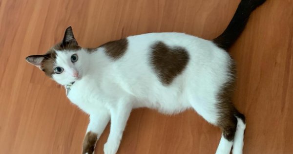 Kucing motif hati