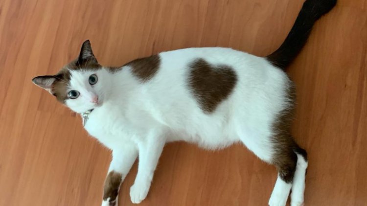 Kucing motif hati