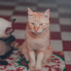Kucing Pup Sembarangan
