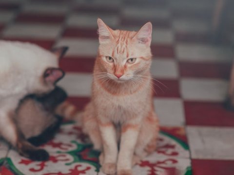 Kucing Pup Sembarangan