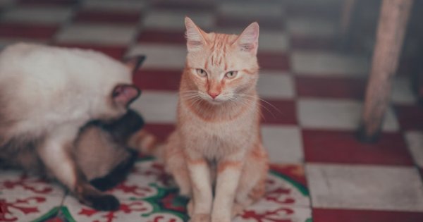 Kucing Pup Sembarangan