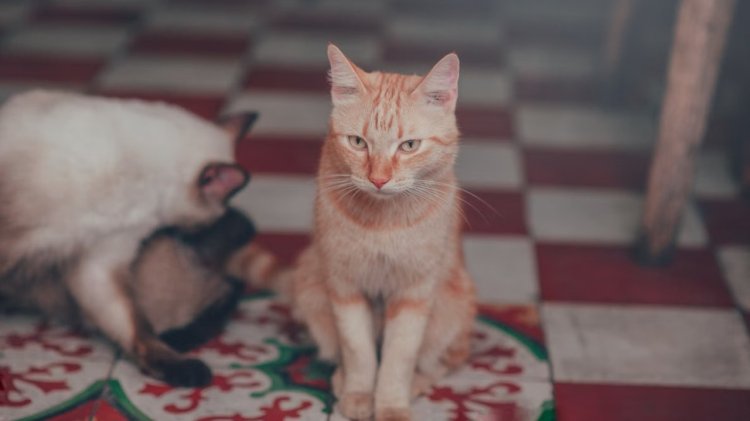Kucing Pup Sembarangan
