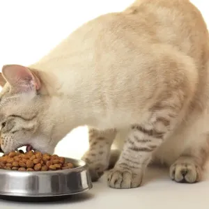 Kucing saat ini memiliki berbagai varian makanan