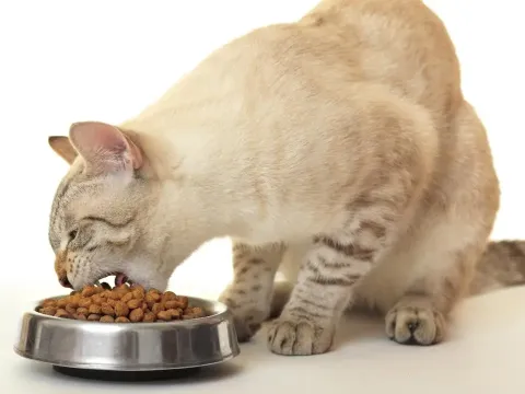 Kucing saat ini memiliki berbagai varian makanan