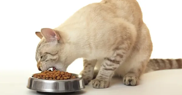 Kucing saat ini memiliki berbagai varian makanan Kucing saat ini memiliki berbagai varian makanan