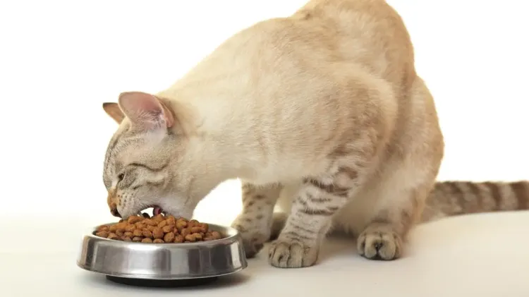 Kucing saat ini memiliki berbagai varian makanan