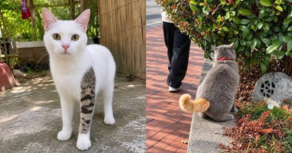 Kucing Unik