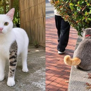 Kucing Unik
