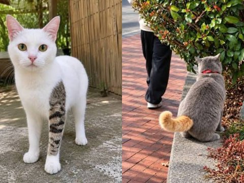 Kucing Unik
