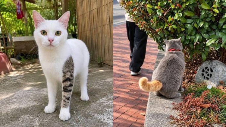 Kucing Unik