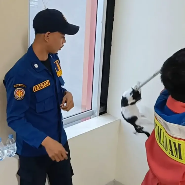 Kucing yang berhasil ditangkap setelah terjebak di sudut kantor Vivia Media