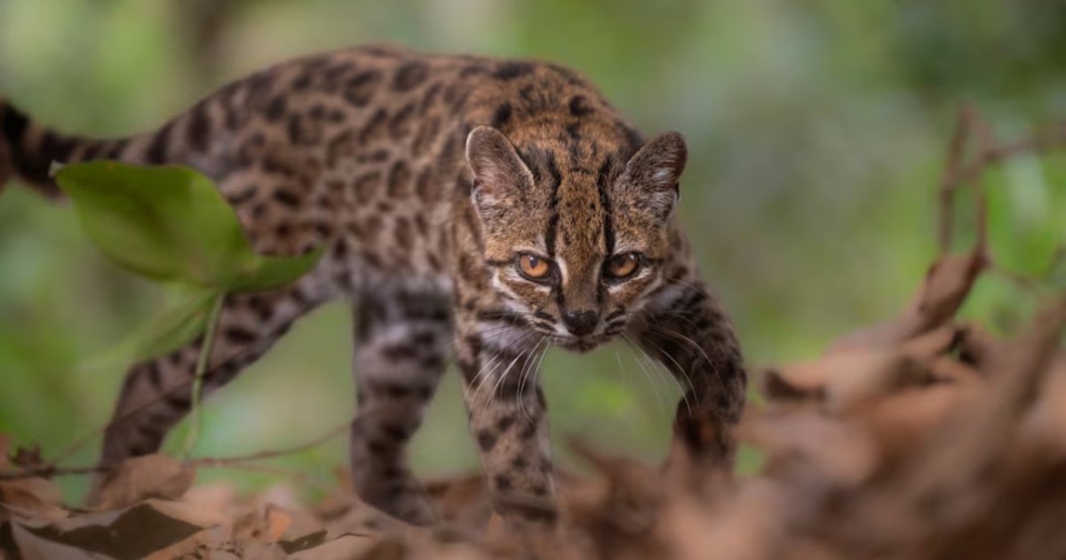 Leopardus tilcayo spesies kucing baru. 