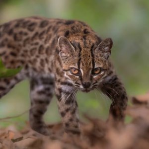 Leopardus tilcayo spesies kucing baru. 