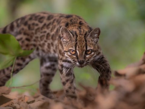 Leopardus tilcayo spesies kucing baru. 