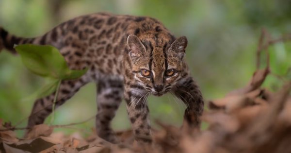 Leopardus tilcayo spesies kucing baru. Leopardus tilcayo spesies kucing baru.