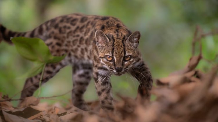 Leopardus tilcayo spesies kucing baru. 