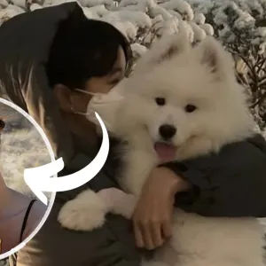 Lisa BLACKPINK Anjing Samoyed