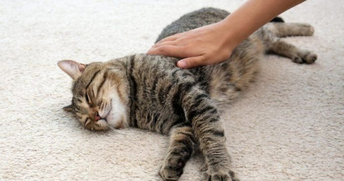 Mengelus Kucing