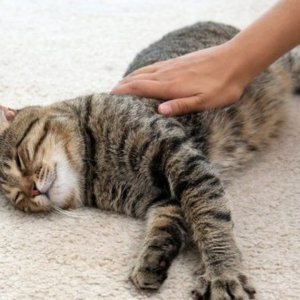 Mengelus Kucing