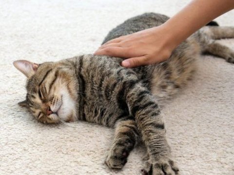 Mengelus Kucing