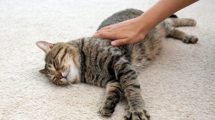 Mengelus Kucing