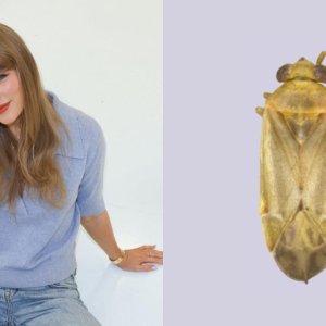 nama Taylor Swift jadi genus serangga baru