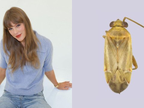 nama Taylor Swift jadi genus serangga baru