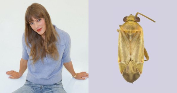 nama Taylor Swift jadi genus serangga baru nama Taylor Swift jadi genus serangga baru