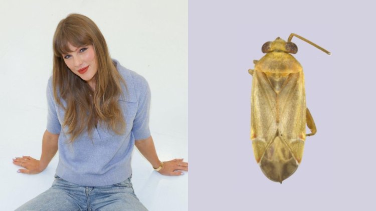 nama Taylor Swift jadi genus serangga baru