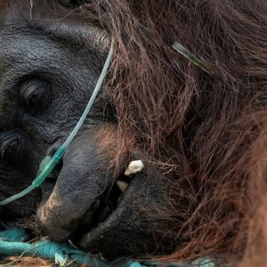 Orang Utan Sampurna Mati Akibat Asap dari Karhutla Kalimantan