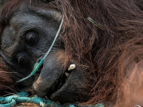 Orang Utan Sampurna Mati Akibat Asap dari Karhutla Kalimantan