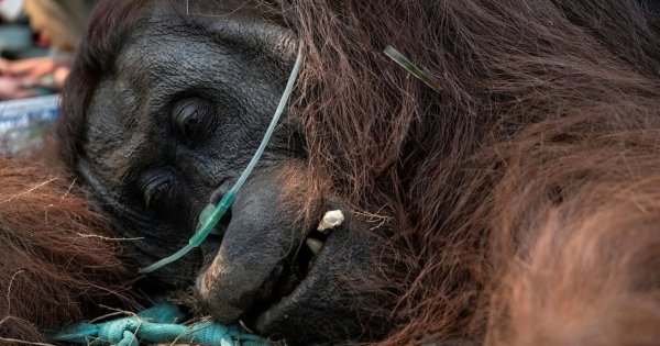 Orang Utan Sampurna Mati Akibat Asap dari Karhutla Kalimantan