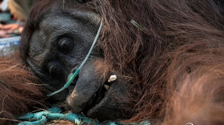 Orang Utan Sampurna Mati Akibat Asap dari Karhutla Kalimantan