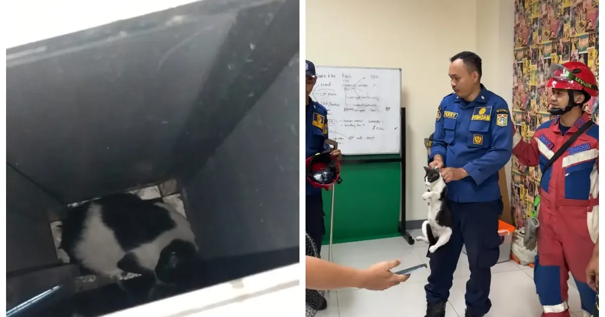 Penyelamatan seekor kucing oleh Damkar Kebayoran Lama di Redaksi Vivia