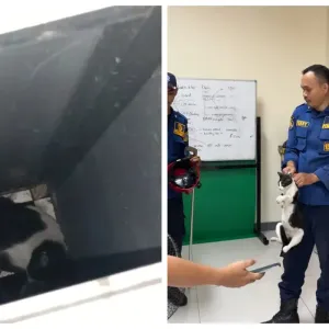 Penyelamatan seekor kucing oleh Damkar Kebayoran Lama di Redaksi Vivia