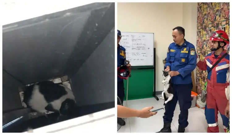 Penyelamatan seekor kucing oleh Damkar Kebayoran Lama di Redaksi Vivia