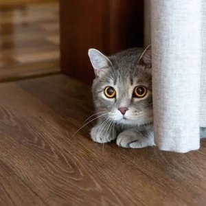 Sering Mengeong dan Menjauh, Ini Tanda Kucing Mulai Stres