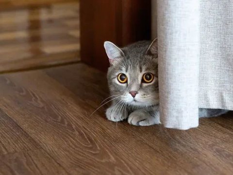 Sering Mengeong dan Menjauh, Ini Tanda Kucing Mulai Stres