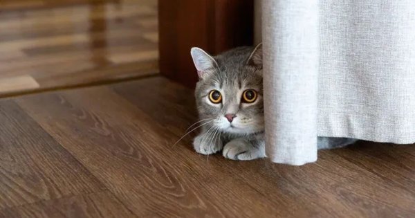 Sering Mengeong dan Menjauh, Ini Tanda Kucing Mulai Stres