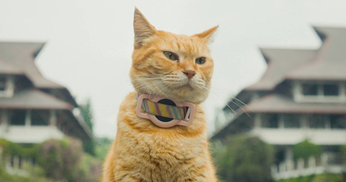 Siti Kucing ITB
