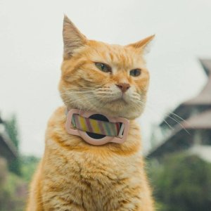 Siti Kucing ITB