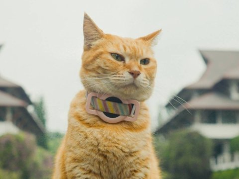 Siti Kucing ITB