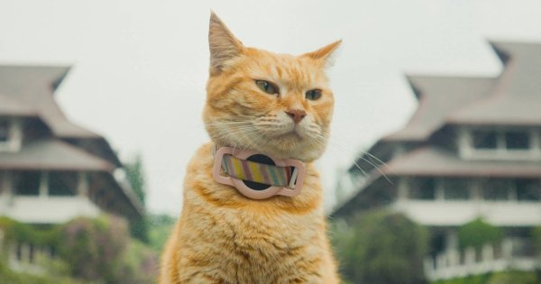 Siti Kucing ITB Siti Kucing ITB