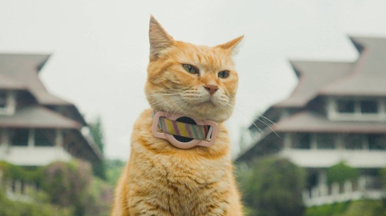 Siti Kucing ITB