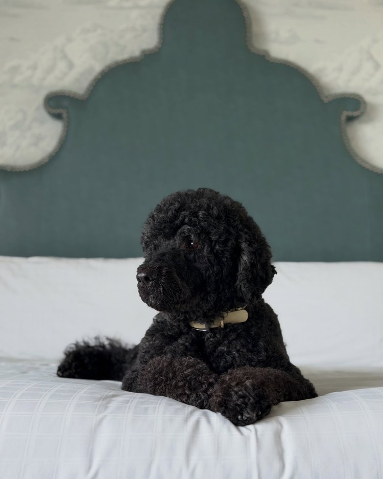 Sunny, anjing kesayangan Barack Obama mati. Foto: Dok. Instagram @barackobama