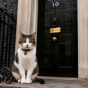 Larry the Cat di Kantor Perdana Menteri Inggris.(Foto: Kantor Perdana Menteri)