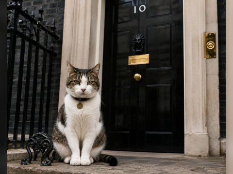 Larry the Cat di Kantor Perdana Menteri Inggris.(Foto: Kantor Perdana Menteri)
