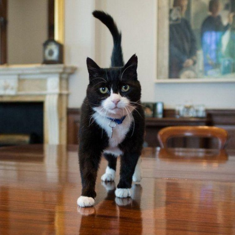 Palmerston tinggal di Kantor Kementerian Luar Negeri Inggris.(FOTO: BBC) Palmerston tinggal di Kantor Kementerian Luar Negeri Inggris.(FOTO: BBC)BBC)