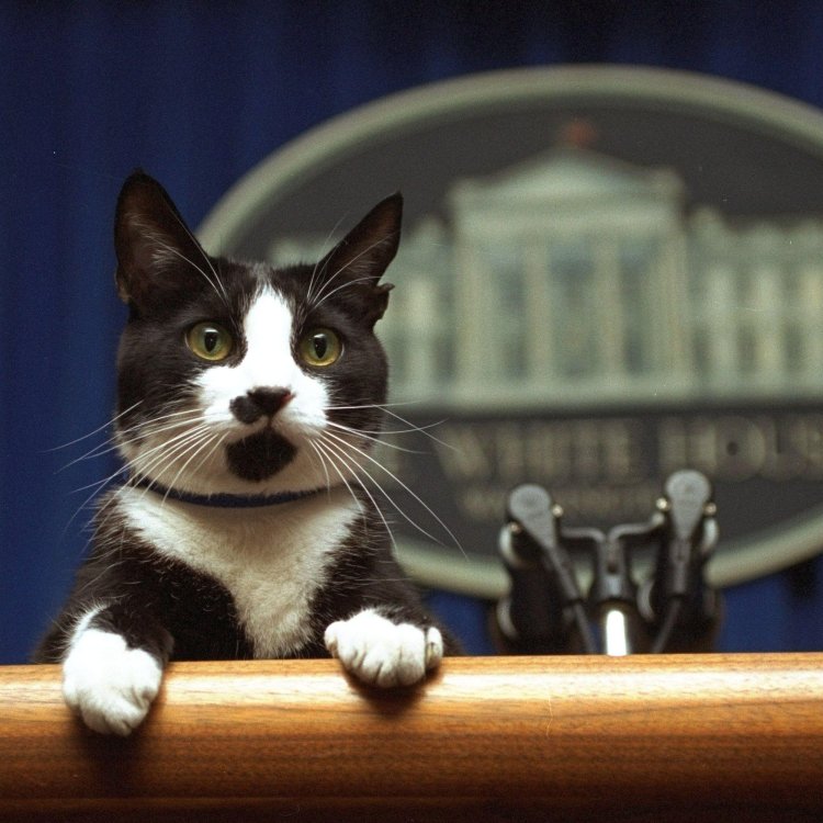 Sock diadopsi keluarga Bill Clinton.(Foto: Clinton Presidential Library)
