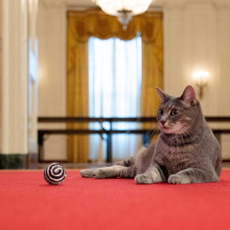 Willow tinggal di Gedung Putih.(Foto: US National Archives)